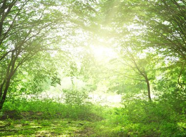 Güneşli bir günde yeşil orman arka planı