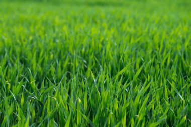 arka planı yeşil çimen