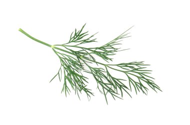 dereotu bitki yaprak beyaz zemin üzerine izole makro kapat