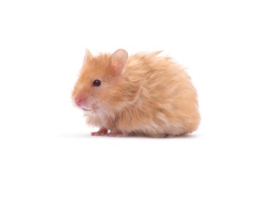 Hamster beyaz bir grupta izole edilmiş.