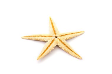 Beyaz bir zemin üzerinde Karayip denizyıldızı.