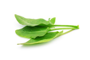 Beyaz arkaplandaki sorrel izole