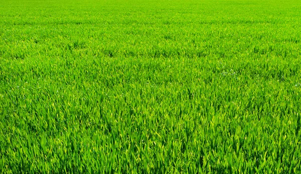 Grüner Rasen Als Hintergrund — Stockfoto