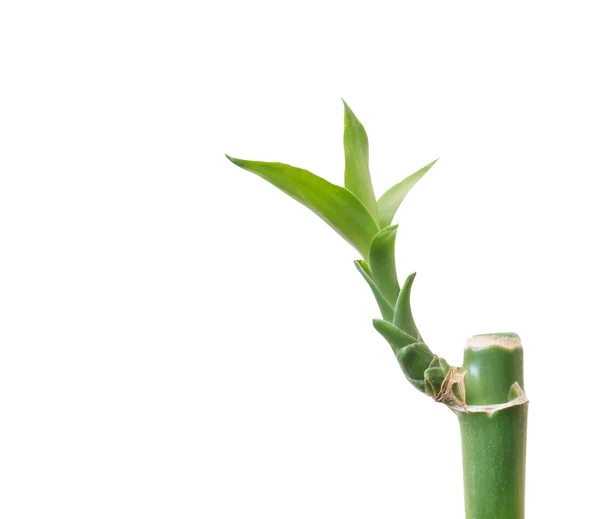 Bambú Aislado Blanco — Foto de Stock