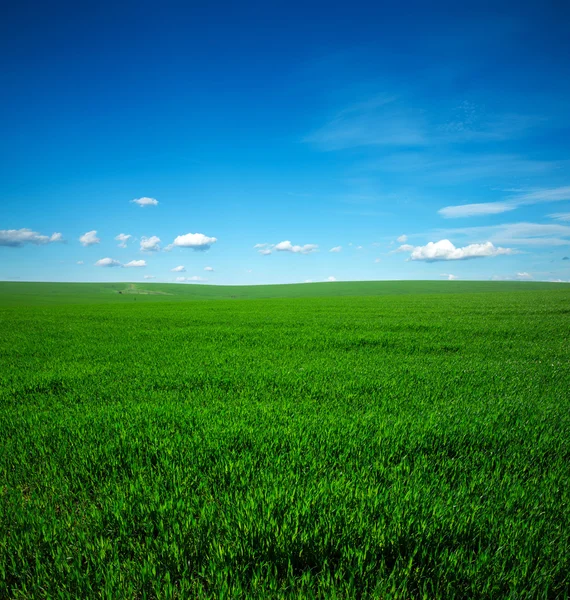 Feld Aus Sommergras Und Strahlend Blauem Himmel — Stockfoto