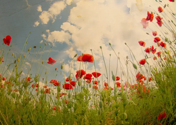Feld Mit Leuchtend Roten Mohnblumen Summa — Stockfoto