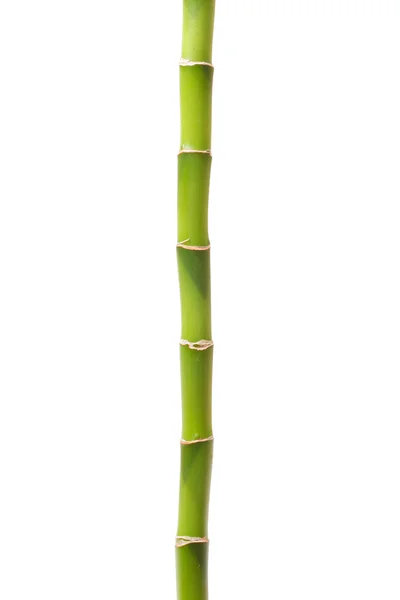 Bamboo Isolated White — Stock Photo, Image