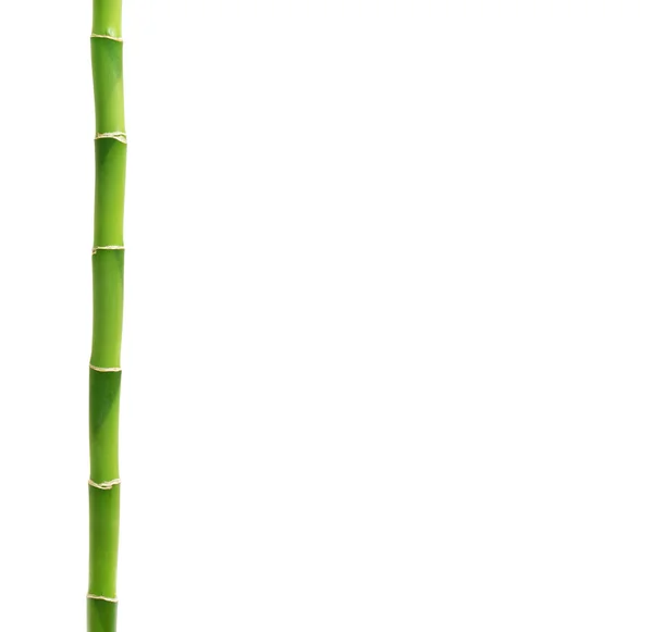 Green Bamboo Isolated White — Stock Photo, Image