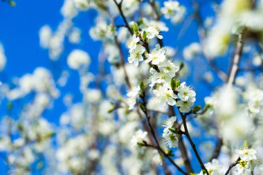 Sprin beyaz ağaç çiçek
