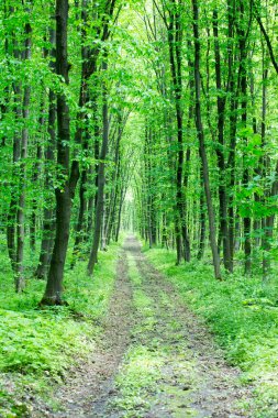 Güneşli bir günde yeşil orman arka planı