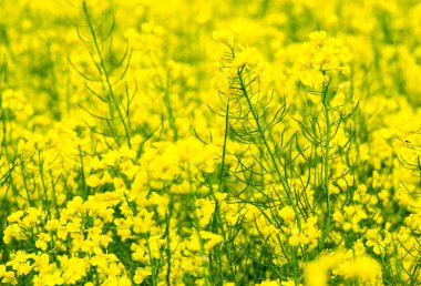 çiçek yağı, kolza tohumu alanında 
