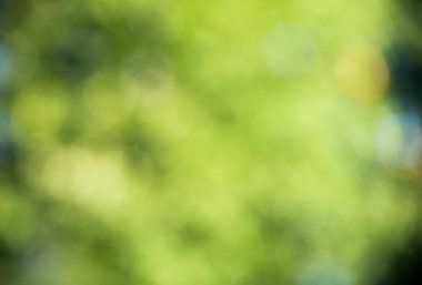 Güneşli soyut yeşil doğa arka planı, seçici odak