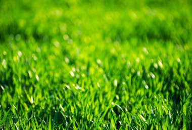 Bir tarladan yeşil çimen dokusu