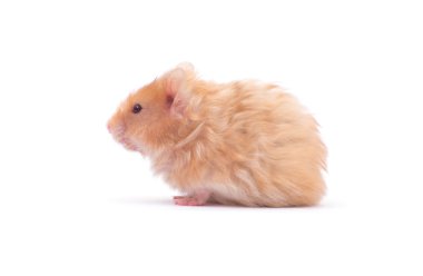 Beyaz bir arka plan üzerinde izole hamster