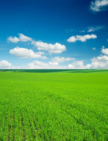 Wiese Und Perfekter Himmel — Stockfoto