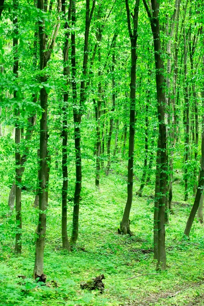 Fond Forêt Verte Par Une Journée Ensoleillée — Photo