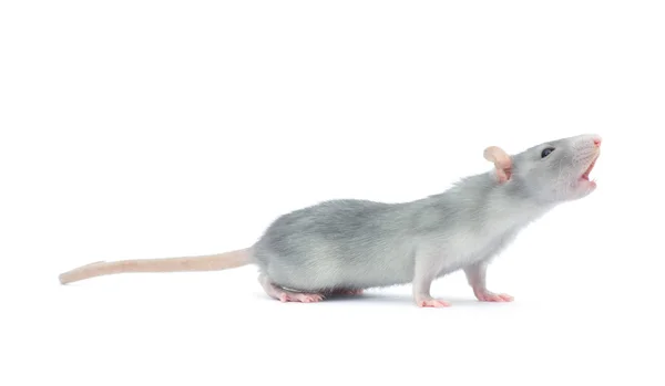Rat Isolé Sur Fond Blanc — Photo