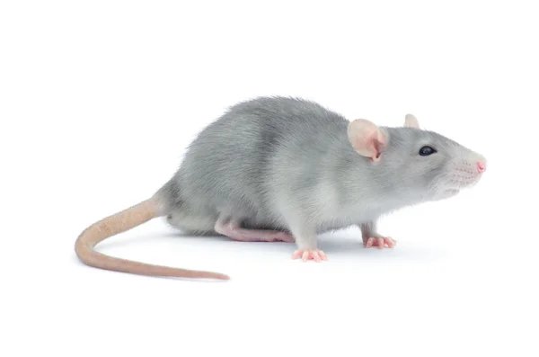 Rat Geïsoleerd Witte Achtergrond — Stockfoto