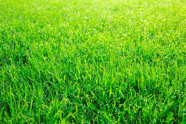 Grüner Rasen Als Hintergrund — Stockfoto