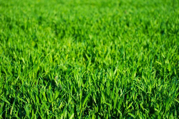 Текстура Зеленої Трави Поля — стокове фото