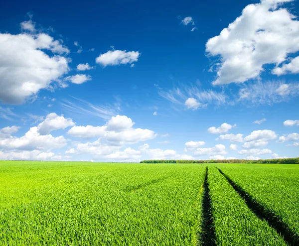 Grünes Feld Unter Blauem Himmel Mit Weißen Wolken — Stockfoto