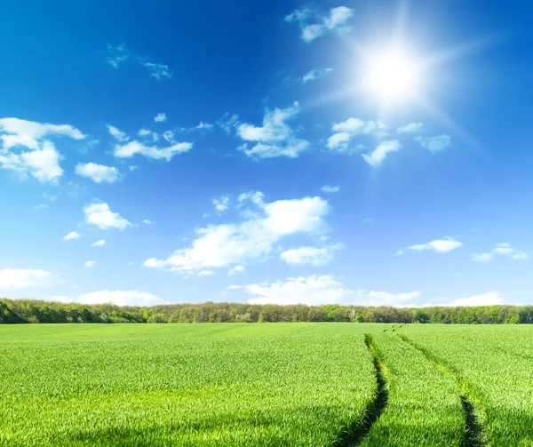 Grünes Feld Unter Blauem Himmel Mit Weißen Wolken — Stockfoto