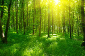 Napfény a zöld erdőben, tavasszal
