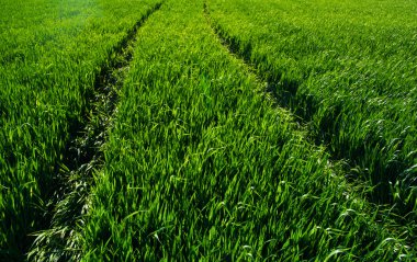 Bir tarladan yeşil çimen dokusu