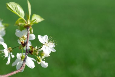 meyve ağacı çiçeği yakın çekim