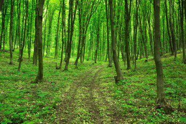 Güneşli bir günde yeşil orman arka planı