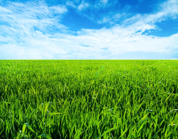 Wiese Mit Grünem Gras Und Blauer Himmel Mit Wolken — Stockfoto