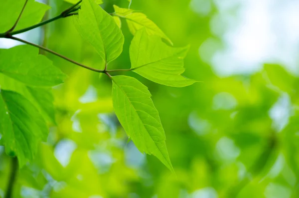 Folhas Verdes Nos Fundos Verdes — Fotografia de Stock