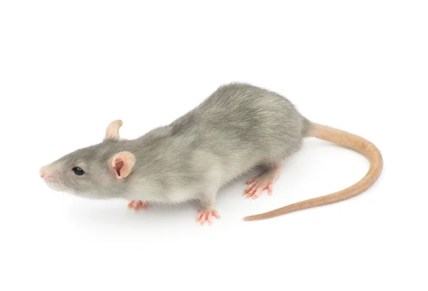 Ποντικός Απομονωμένος Λευκό Φόντο — Φωτογραφία Αρχείου