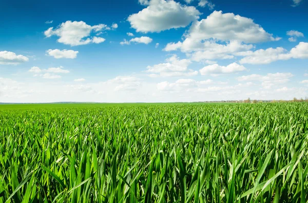 Wiese Und Perfekter Himmel — Stockfoto