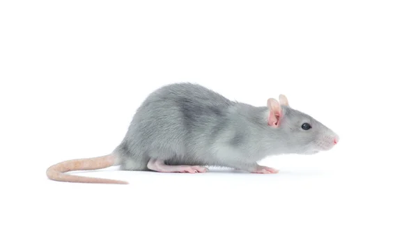 Rat Geïsoleerd Witte Achtergrond — Stockfoto