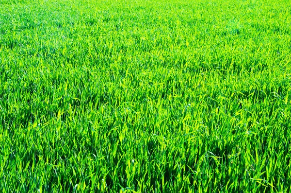 Fondo Una Hierba Verde — Foto de Stock