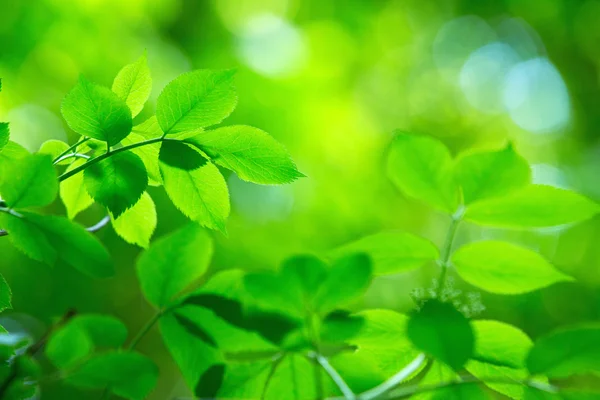 Hojas Verdes Los Fondos Verdes —  Fotos de Stock