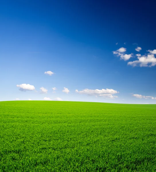 Grönt Fält Och Blå Himmel Stockfoto