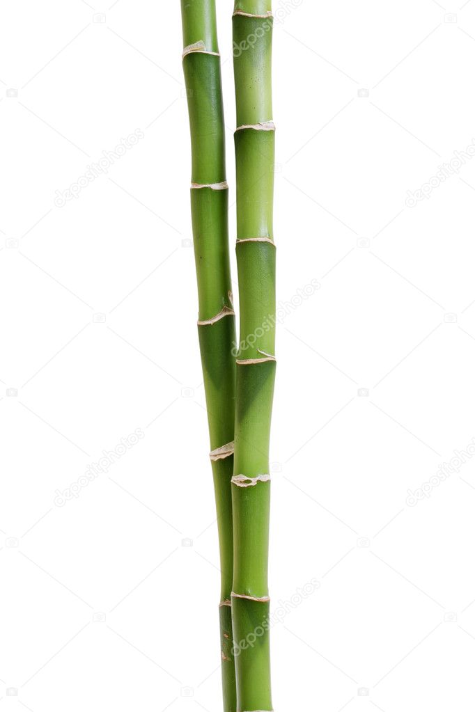 Bamboo isolated on white