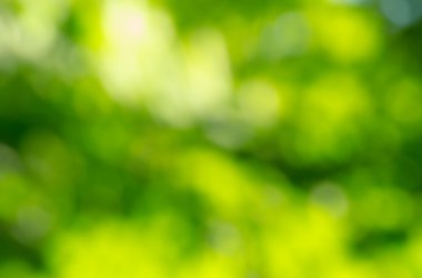 Yeşil bulanık arkaplan ve güneş ışığı