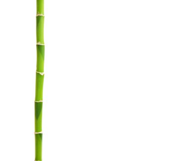 Yeşil Bambu beyaz izole