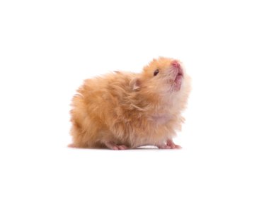 Hamster beyaz bir grupta izole edilmiş.