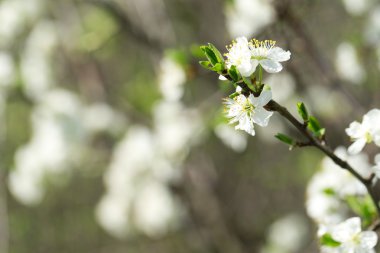 meyve ağacı çiçeği yakın çekim