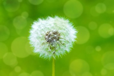 Yeşil çim arka plan ile güzel karahindiba