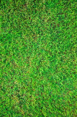 arka plan için yeşil çim