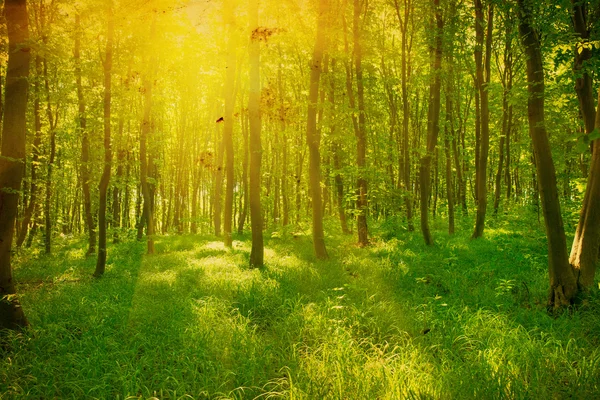 Yeşil ormanda güneş ışığı, bahar zamanı.