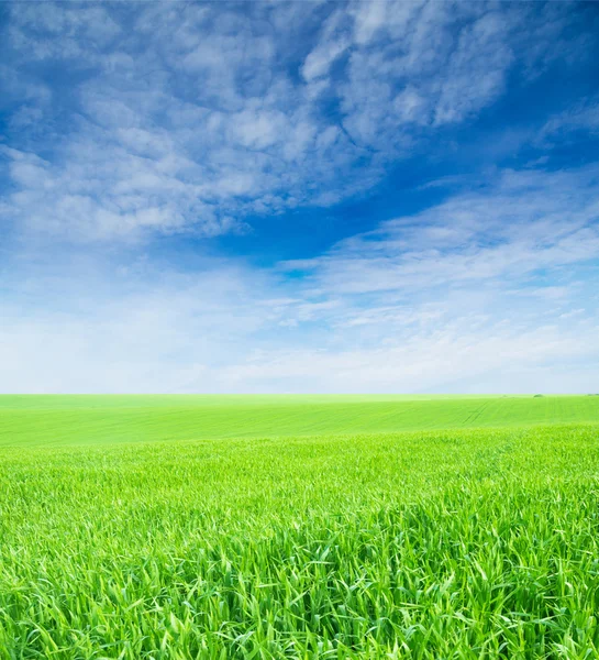 Wiese Und Perfekter Himmel — Stockfoto