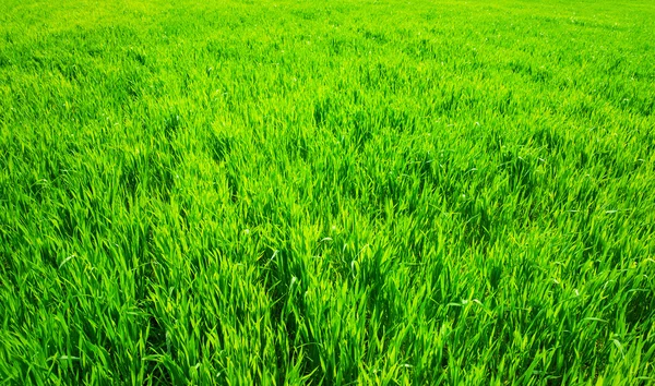 Bakgrund Grön Gras — Stockfoto