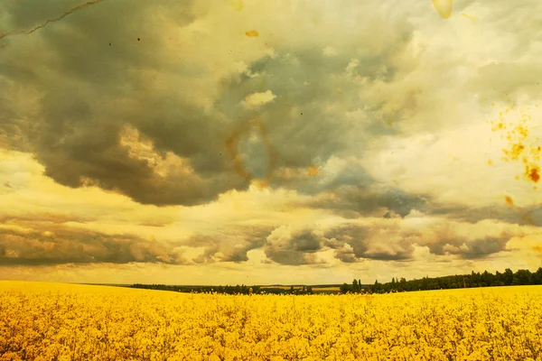 Paysage estival avec champ de blé et nuages — Photo