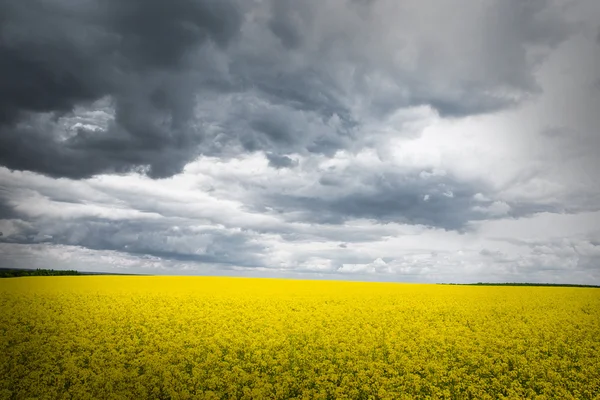 Letní krajina s pšeničným polem a mraky — Stock fotografie